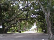 Oak tree canopy