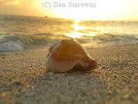 Sanibel beach   (clicking on the image will take you to the photo collection page)