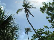 Palm trees, near lighthouse