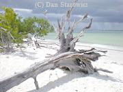 Driftwood on the beach